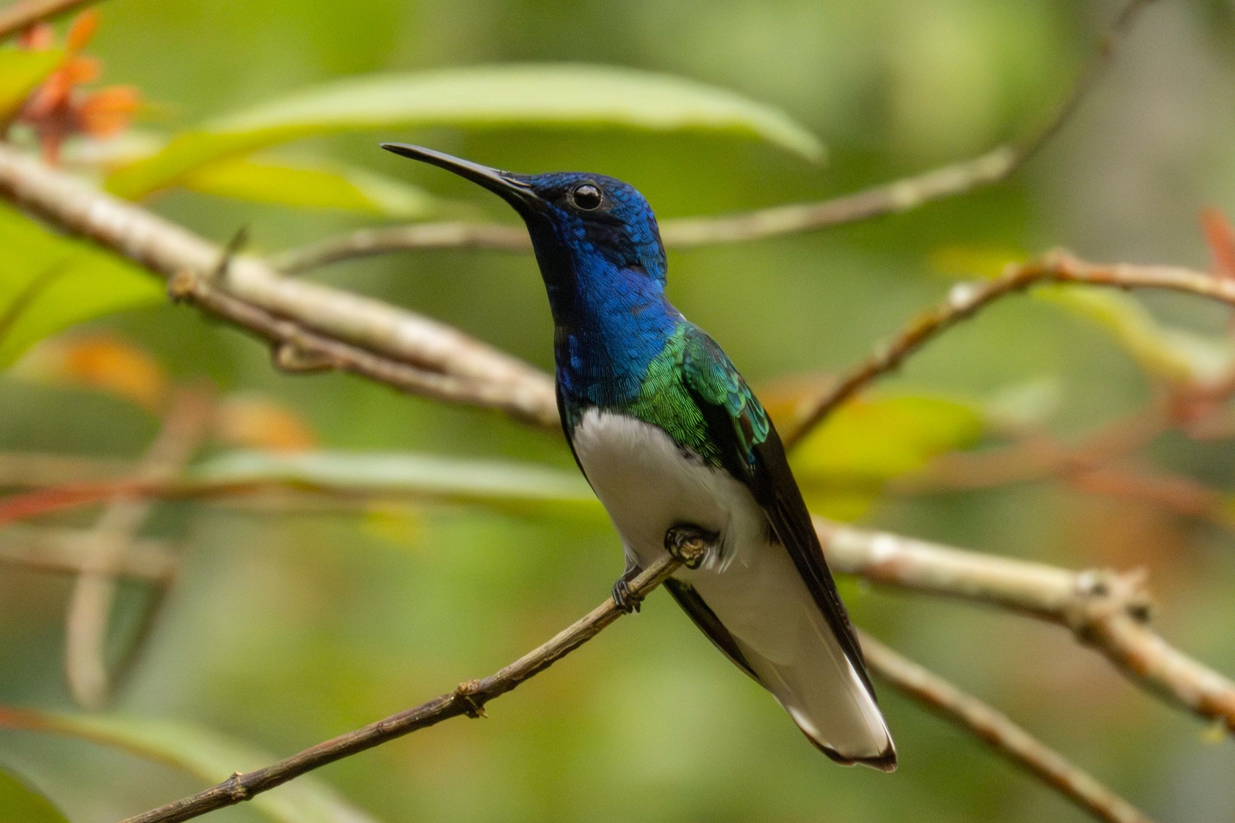 Sunbirds, hummingbirds of the east? — Harmeet Basur